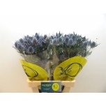 Eryngium Ogaputk Blue Lagoon 70cm