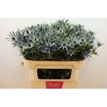 Eryngium Ogaputk Blue Lagoon 70cm
