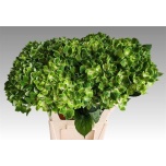 Hydrangea Hortensia Mag Rhapsody 80cm*5