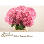 Hydrangea Hortensia Mag Colourdre 60cm*5