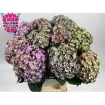 Hydrangea Hortensia Beautensia Luxor Classic 60cm*5