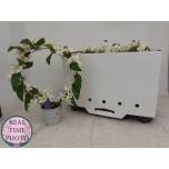 Dendrobium nobile star class apollon kaarel 2õv 12cm