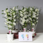 Dendrobium Dendroobium nobile star class apollon 12cm