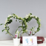 Dendrobium Dendroobium nobile star class apollon 12cm