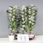 Dendrobium Dendroobium nobile star class apollon 12cm