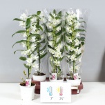Dendrobium Dendroobium nobile star class apollon 12cm