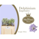 Delphinium Kukekannus Dewi Impressive 50cm