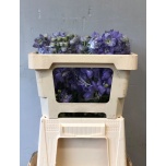 Delphinium Kukekannus Dewi Impressive 50cm