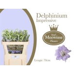 Delphinium Kukekannus Dewi Impressive 70cm