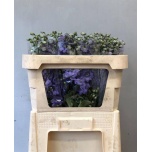 Delphinium Kukekannus Dewi Impressive 70cm
