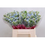 Oxypetalum Lõunatäht Tanioka Pure Blue 40cm