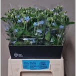 Oxypetalum Lõunatäht Tanioka Pure Blue 45cm