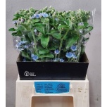 Oxypetalum Lõunatäht Tanioka Pure Blue 45cm