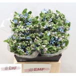 Oxypetalum Lõunatäht Tanioka Pure Blue 45cm