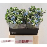 Oxypetalum Lõunatäht Tanioka Pure Blue 45cm
