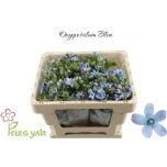 Oxypetalum Lõunatäht Tanioka Pure Blue 45cm