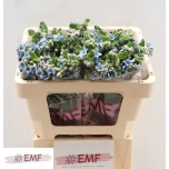 Oxypetalum Lõunatäht Tanioka Pure Blue 50cm