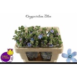 Oxypetalum Lõunatäht Tanioka Pure Blue 50cm