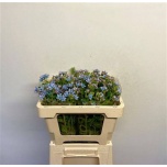 Oxypetalum Lõunatäht Tanioka Pure Blue 50cm