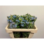 Oxypetalum Lõunatäht Tanioka Pure Blue 50cm