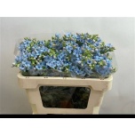 Oxypetalum Lõunatäht Tanioka Pure Blue 50cm