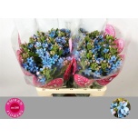 Oxypetalum Lõunatäht Tanioka Pure Blue 50cm