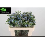 Oxypetalum Lõunatäht Tanioka Pure Blue 50cm