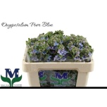 Oxypetalum Lõunatäht Tanioka Pure Blue 50cm