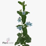 Oxypetalum Lõunatäht Tanioka Pure Blue 55cm