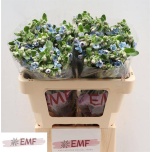 Oxypetalum Lõunatäht Tanioka Pure Blue 55cm