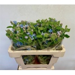 Oxypetalum Lõunatäht Tanioka Pure Blue 55cm