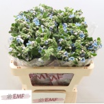 Oxypetalum Lõunatäht Tanioka Pure Blue 55cm