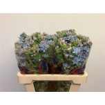 Oxypetalum Lõunatäht Tanioka Pure Blue 55cm