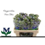 Oxypetalum Lõunatäht Tanioka Pure Blue 55cm