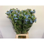 Oxypetalum Lõunatäht Tanioka Pure Blue 80cm