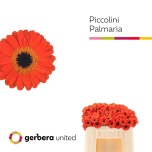Gerbera piccolini Palmaria*20	