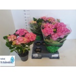 Hydrangea Hortensia Berliner Spree 15cm 5+