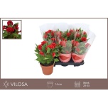 Celosia Mätashari twisted strawberry 14cm