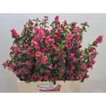 Symphoricarpos Lumimari Mag Temptation 60cm