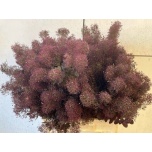 Cotinus Parukapuu magical torch 60cm