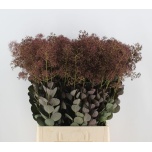 Cotinus Parukapuu Magical Torch 80cm*10