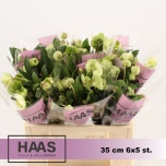 Helleborus Lumeroos Magnificent Bells 35cm