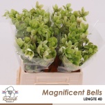 Helleborus Lumeroos Magnificent bells 40cm