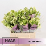 Helleborus Lumeroos Magnificent bells 40cm