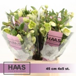 Helleborus Lumeroos Magnificent bells 45cm