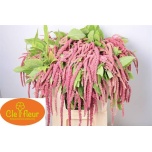 Amaranthus Rebashein Love Lies Bleeding 70cm
