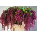 Amaranthus Rebashein Love Lies Bleeding 90cm