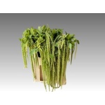 Amaranthus Rebashein viridis 60-65cm