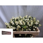 Symphoricarpos Lumimari Magic Lemon Lime 50cm