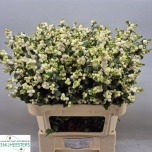 Symphoricarpos Lumimari Magic Lemon Lime 80cm